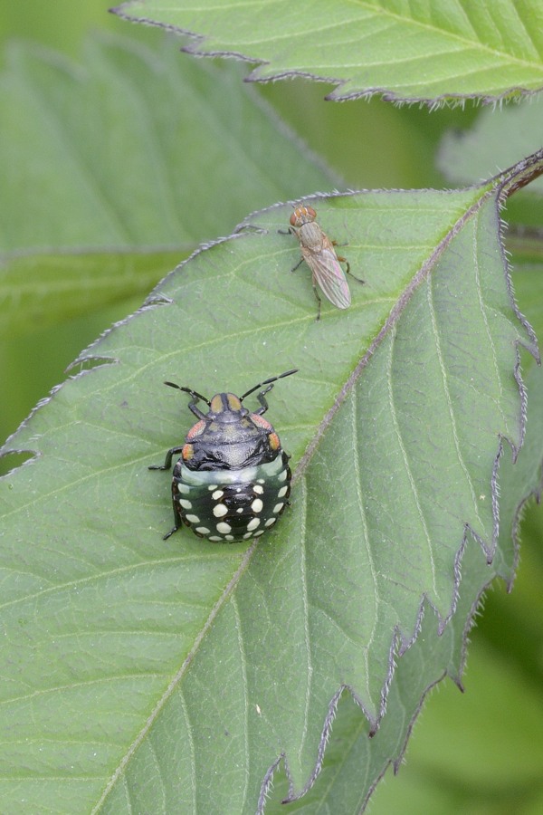 Nezara viridula?